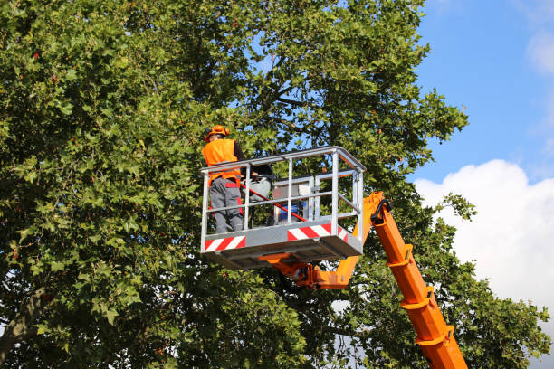 How Our Tree Care Process Works  in Spring Grove, PA